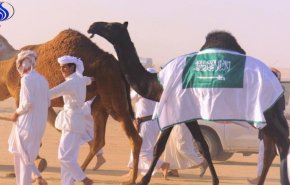 قانون سعودي يفرض زرع الرقائق الإلكترونية في الإبل 
