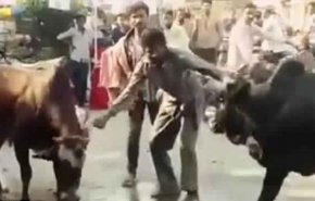 شاهد ما حدث لشاب حاول التفريق بين ثورين غاضبين
