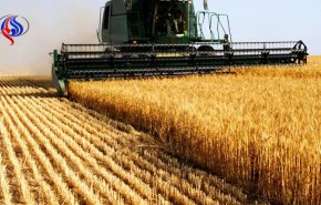 خرید تضمینی گندم از فردا آغاز می شود/ پیش بینی خرید 10.5 میلیون تن گندم