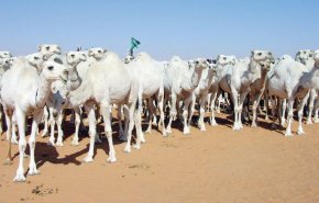 شاهد ماذا فعلت صاعقة بـ11 جملاً في السعودية !