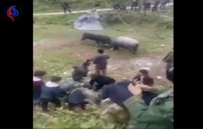 فيديو صادم : ثوران يسحقان رجلا بين قرونهما بطريقة مروعة!