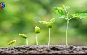 اتصالات سرية بين النباتات لدعم جاراتها