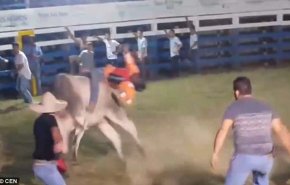 بالفيديو.. ثور يقتل صاحبه سحقاً
