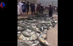 شاهد/ ماذا فعل إعصار ميكونو بأسماك عُمان واليمن!