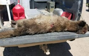 مخلوق غريب عجيب يحير خبراء الحياة البرية!! 
