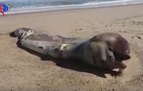 بالفيديو.. كائن بحري غريب الأطوار يثير حيرة العلماء!