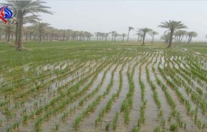 لهذا السبب حظر العراق إنتاج الأرز