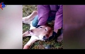 بالفيديو.. عجل برأسين يولد في البرازيل