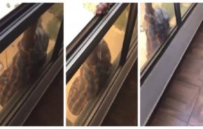 صدور حكم بحق كويتية صورت خادمتها أثناء محاولتها الانتحار +(فيديو)