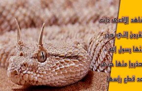 فیلم | افعی شاخداری که پس از بریده شدن سر همچنان جان دارد