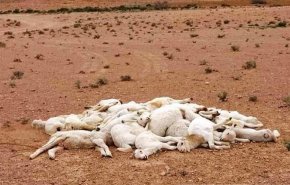 وباء غامض في نفوق ماشية يثير قلقًا بالجزائر