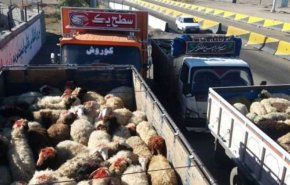 نماینده مجلس: عربستان به برخی پول داده که دام‌ را از داخل کشور خریده و خارج کنند