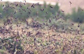 درخواست اعتبار 100 میلیارد ریالی سازمان مدیریت بحران برای مبارزه با ملخ های مهاجم/ تعلل وزارت جهاد کشاورزی درجذب منابع مبارزه با ملخ های مهاجم شبه جزیره عربستان