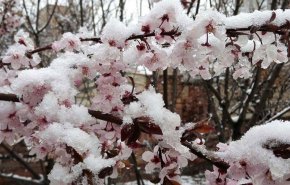 هشدار هواشناسی به کشاورزان/دمای کدام استان‌ها به 