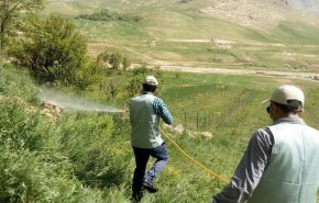 ورود دسته جدید ملخ‌ها به هرمزگان؛ شهرستان‌های استان فارس در آماده‌باش کامل
