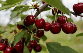 آشنایی با میوه پرخاصیت فصل گرما