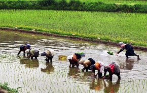 یک بانوی نشاکار گیلانی بر اثر اصابت صاعقه در مزرعه جان باخت