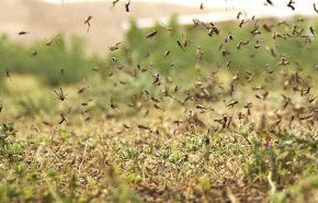 موج جدید ملخ‌های صحرایی از اواخر اردیبهشت وارد کشور می‌شوند