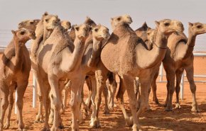 تهريب ذهب السودان بواسطة الإبل!