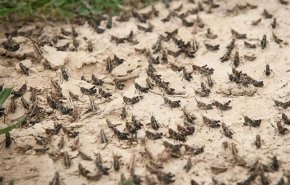 ماجرای حمله دسته‌جمعی ملخ صحرایی از ‌دریای سرخ به ایران چه بود؟