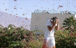 بالفيديو.. الجراد يغزو السعودية ويتجه نحو العاصمة
