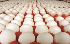 خبر هام من منتجي الدواجن لكل العراقيين
