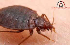 إليكم حلول بسيطة و فعالة لمحاربة البق!