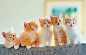 بالصورة.. دراسة جديدة تكشف الحقيقة حول وفاء القطط!