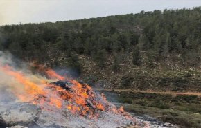 احتراق 150 شجرة زيتون غرب جنين