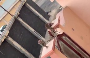 قرد يقتحم منزلا في السعودية.. شاهد رد فعل السكان 