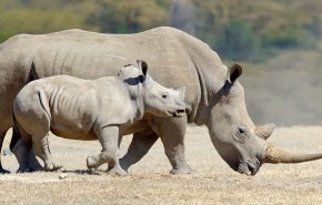 شاهد: ضباع جائعة تفترس ذيل وحيدة القرن