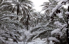 بارش کم سابقه برف در بغداد و کربلا