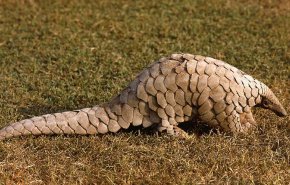 قاچاق ۹۰۰ هزار مورچه‌خوار منشاء احتمالی کرونا در جنوب شرقی آسیا