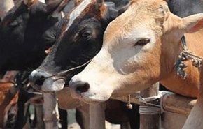 نوشیدن ادرار گاو برای پیشگیری از کرونا/ هندوها قرار است چه ویروس جدیدی را به جهان عرضه کنند