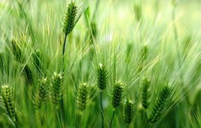 هیات دولت قیمت خرید تضمینی گندم برای سال جاری را تعیین کرد