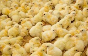 کشتن جوجه های یک روزه؛ چرا؟