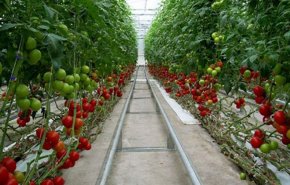 اولویت‌های اقتصادی وزارت کشور در سال ۹۹، فردا به استانداران ابلاغ می‌شود