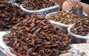 علماء يزعمون.. حليب الصراصير قد يكون الغذاء الفائق الجديد!