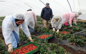 عاملات الفراولة المغربيات بين خطر كورونا ومعاناة الترحيل من إسبانيا
