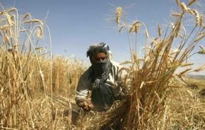 نیروهای الحشد الشعبی، طرح داعش برای آتش‌زدن مزارع را ناکام گذاشتند