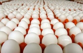 چرا فروش تخم مرغ‌های تولید آمریکا در اروپا ممنوع است و برعکس؟!