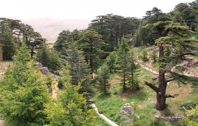 سباق 4 كيلومترات في محمية اهدن شمال لبنان