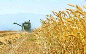 إیران تشتري 7.15 مليون طن قمحا محليا