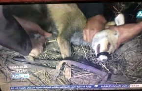 ماجرای جنجالی حیوان آزاری در برنامه زنده تلویزیونی!