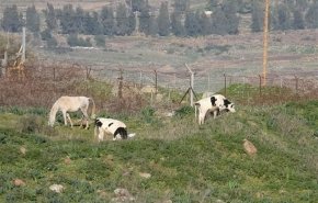 رسوایی جدید صهیونیست‌ها در مرز لبنان/ بعد از آدم ربایی نوبت به گاودزدی رسید
