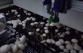 بالفيديو..منظومة روبوتية لجمع الفطر
