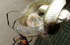 عنکبوت‌هایی که مار می خورند