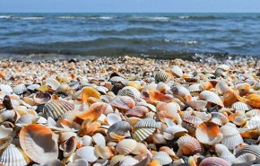 گرمای شدید در آمریکای شمالی؛ مرگ یک میلیارد موجود دریایی