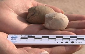 العثور على 160 بيضة متحجرة فى الأرجنتين عمرها 85 مليون سنة