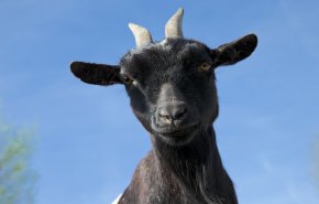 شاهد ماعز 